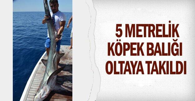5 metrelik köpek balığı oltaya takıldı